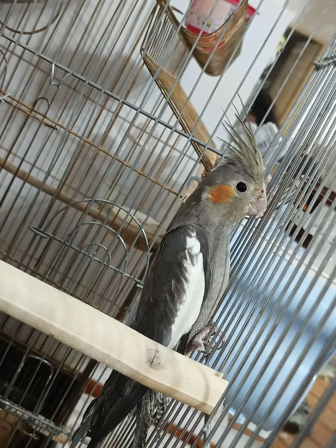 دو عدد عروس هلندی نر|پرنده|بناب, |دیوار