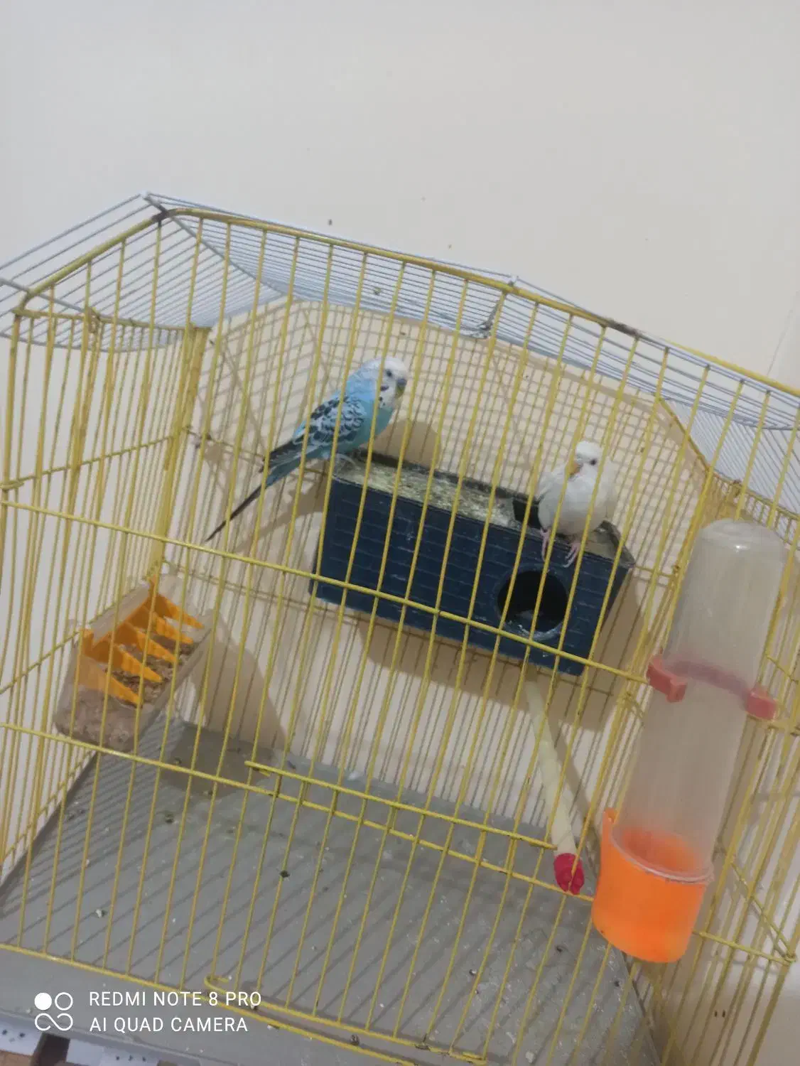 مرغ عشق موولد|پرنده|یاسوج, |دیوار