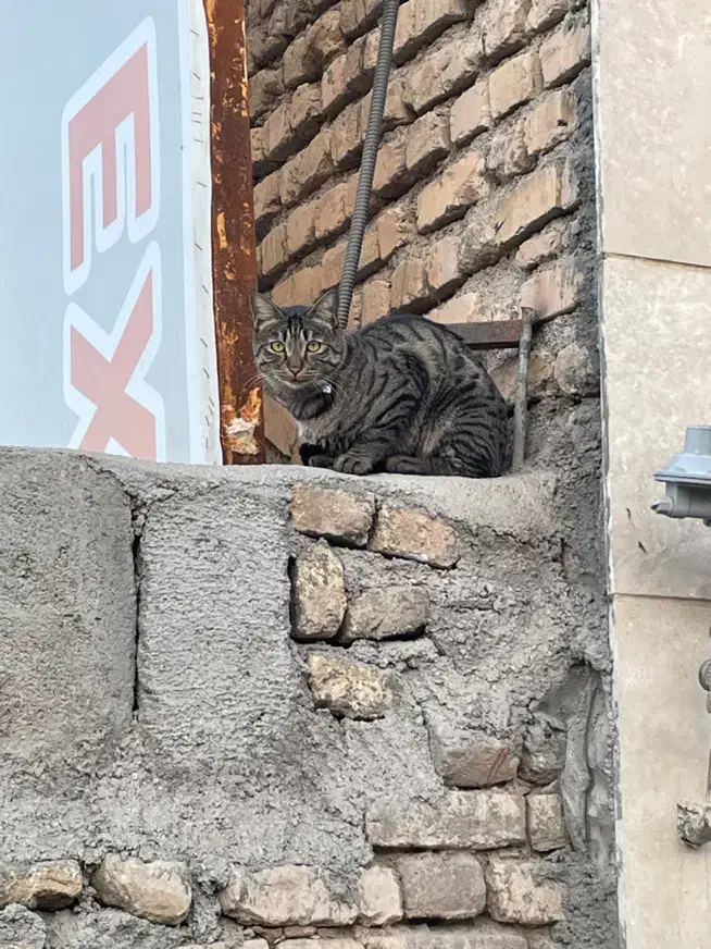 گربه ی خونگی دیده شده|گربه|مشهد, ویلاشهر|دیوار