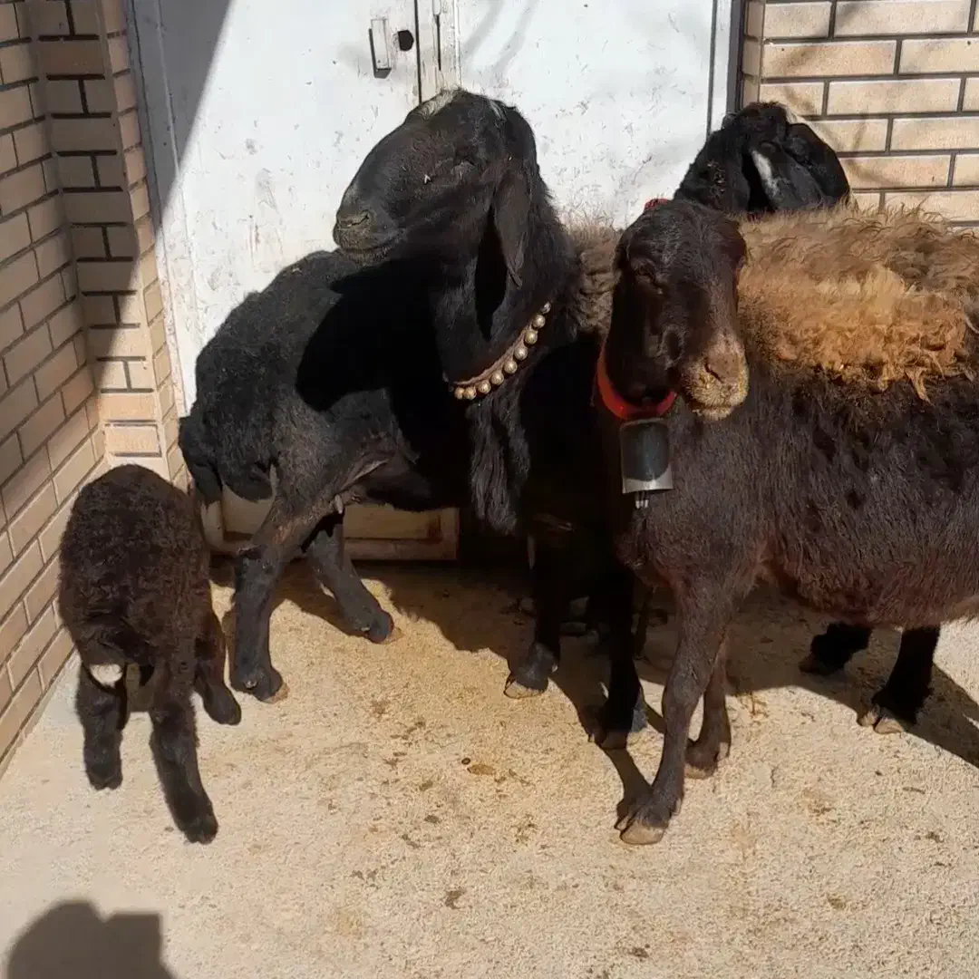 میش|حیوانات مزرعه|فریدونشهر, |دیوار