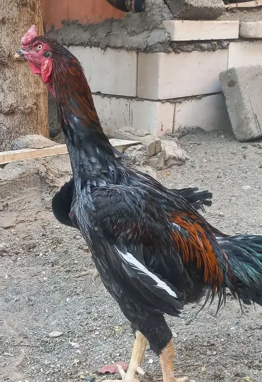 لاری|حیوانات مزرعه|پاکدشت, پاکدشت (مامازند)|دیوار