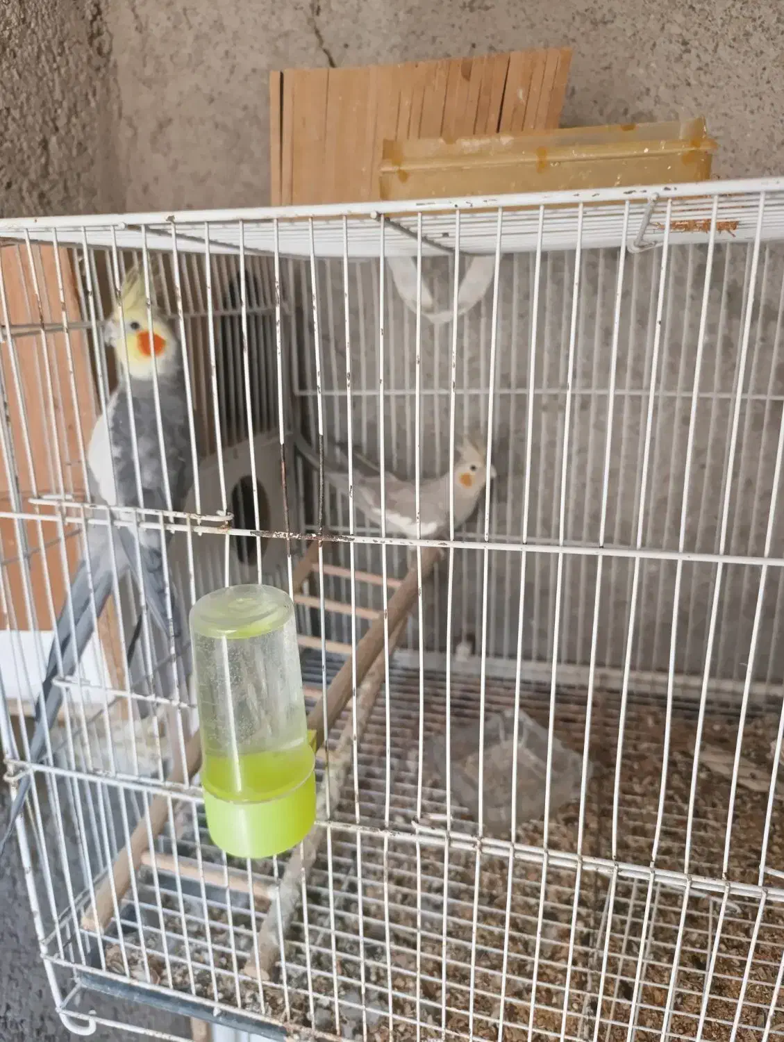 پنج‌جفت‌عروس‌مولد.تخم‌وجوجه‌درست.برای‌‌درآمد‌زایی‌|پرنده|بردسکن, |دیوار