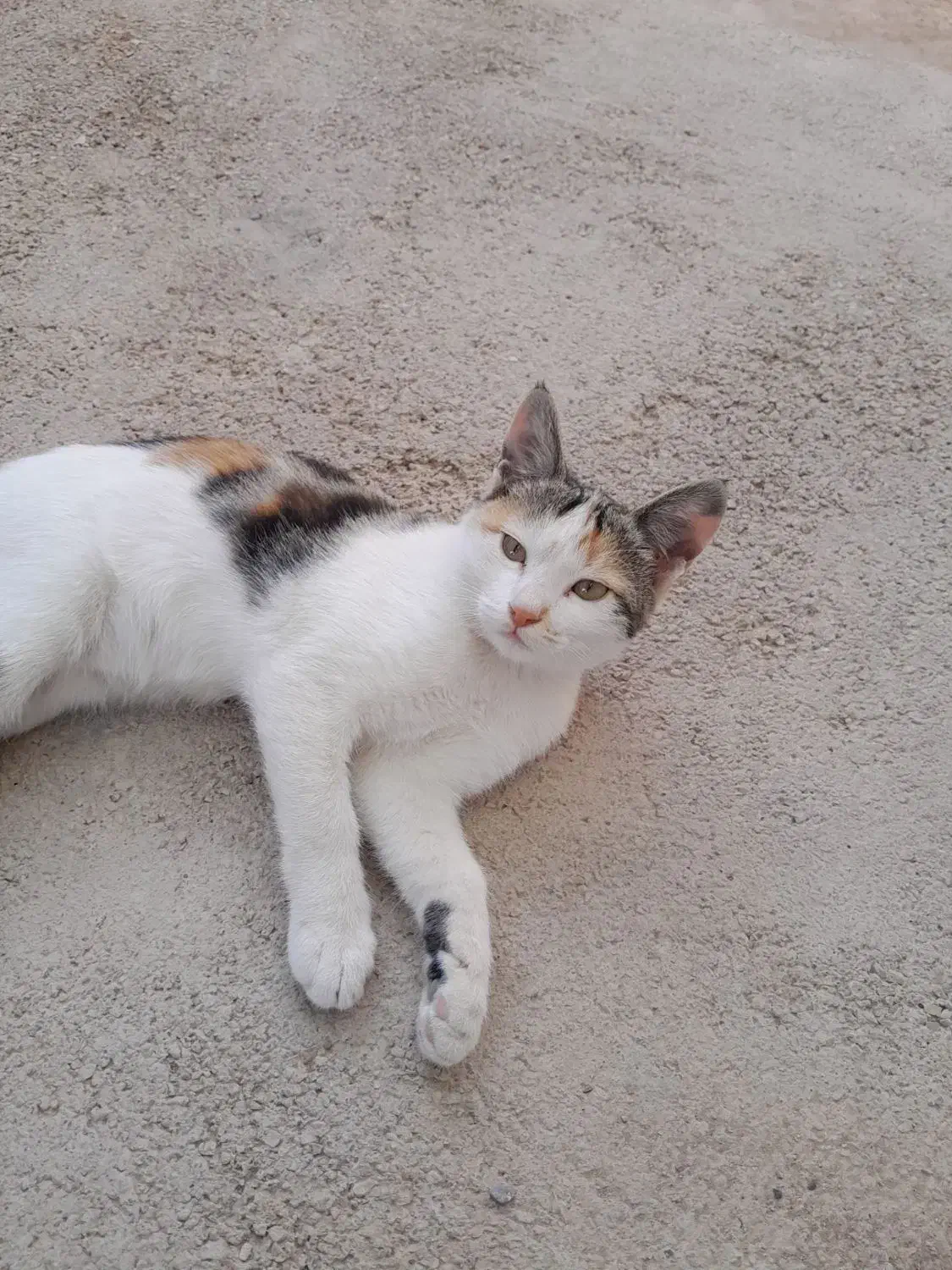 گربه ای زیبا خانگی|گربه|اسفراین, |دیوار