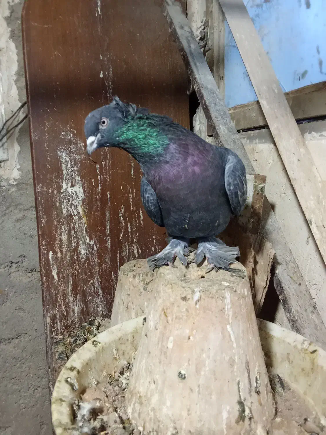 کبوتر|پرنده|تبریز, |دیوار