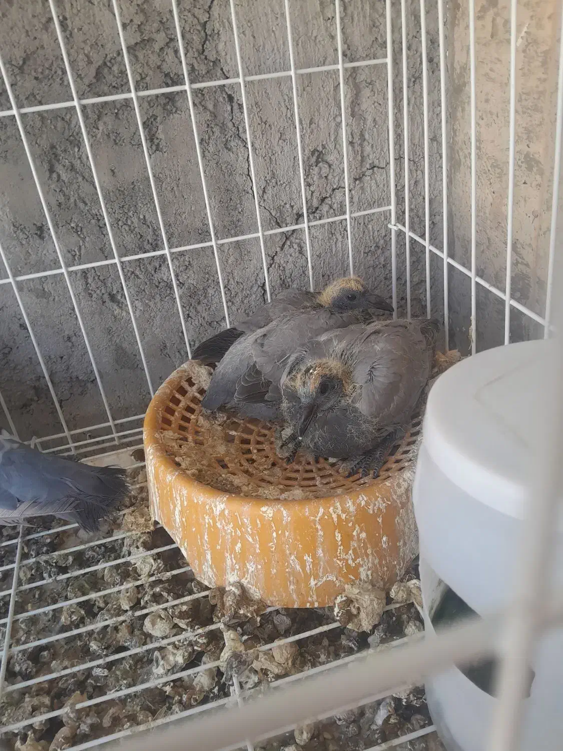 جفت کبوتر پلاکی روی جوجه|پرنده|جیرفت, |دیوار