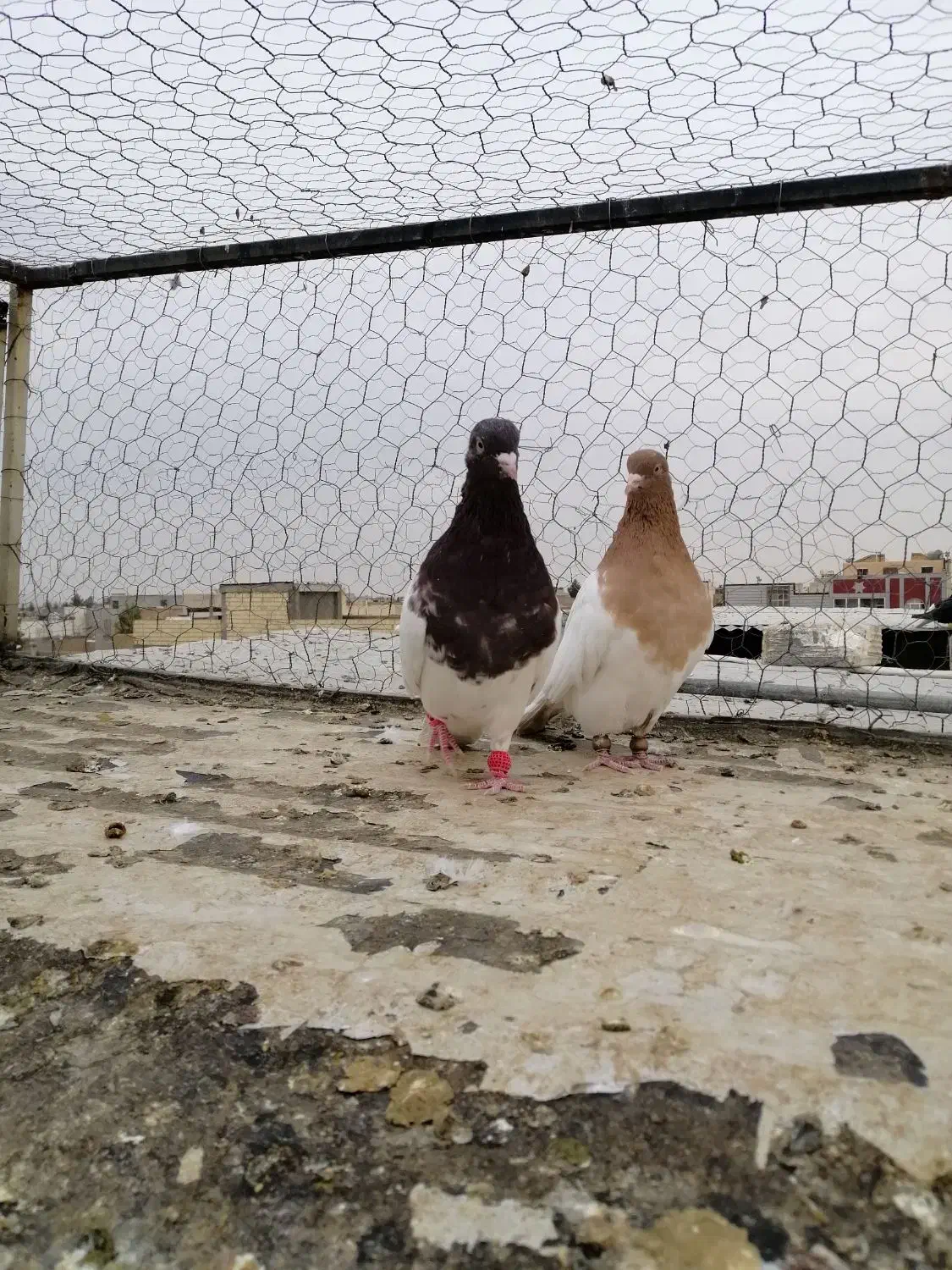 کبوتر|پرنده|شاهین‌شهر, گرگاب|دیوار