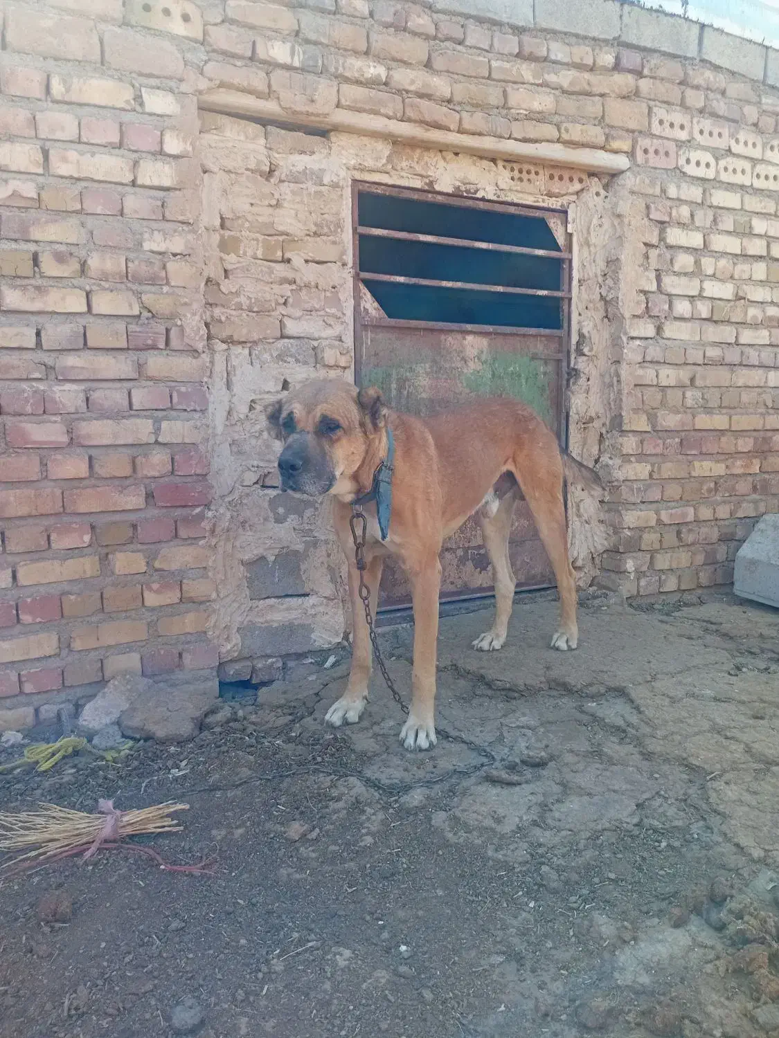 سگگله|سگ|تربت جام, جامرود|دیوار