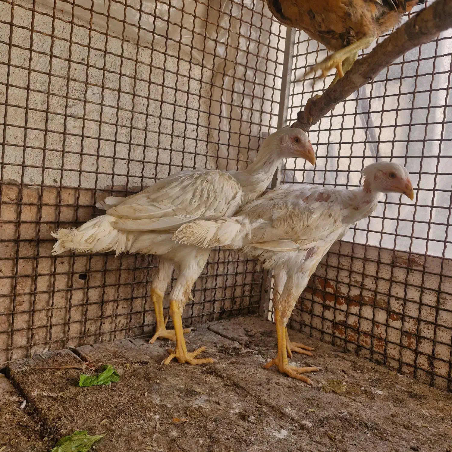 جوجه‌لاری‌|حیوانات مزرعه|کرمانشاه, |دیوار