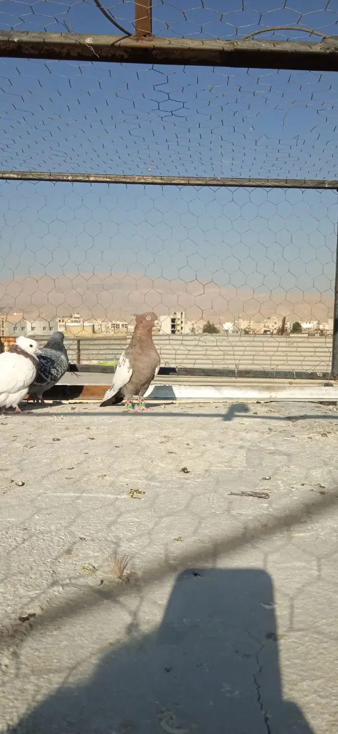 نرسینه وماده شهری سوسنی|پرنده|شیراز, دارالرحمه|دیوار