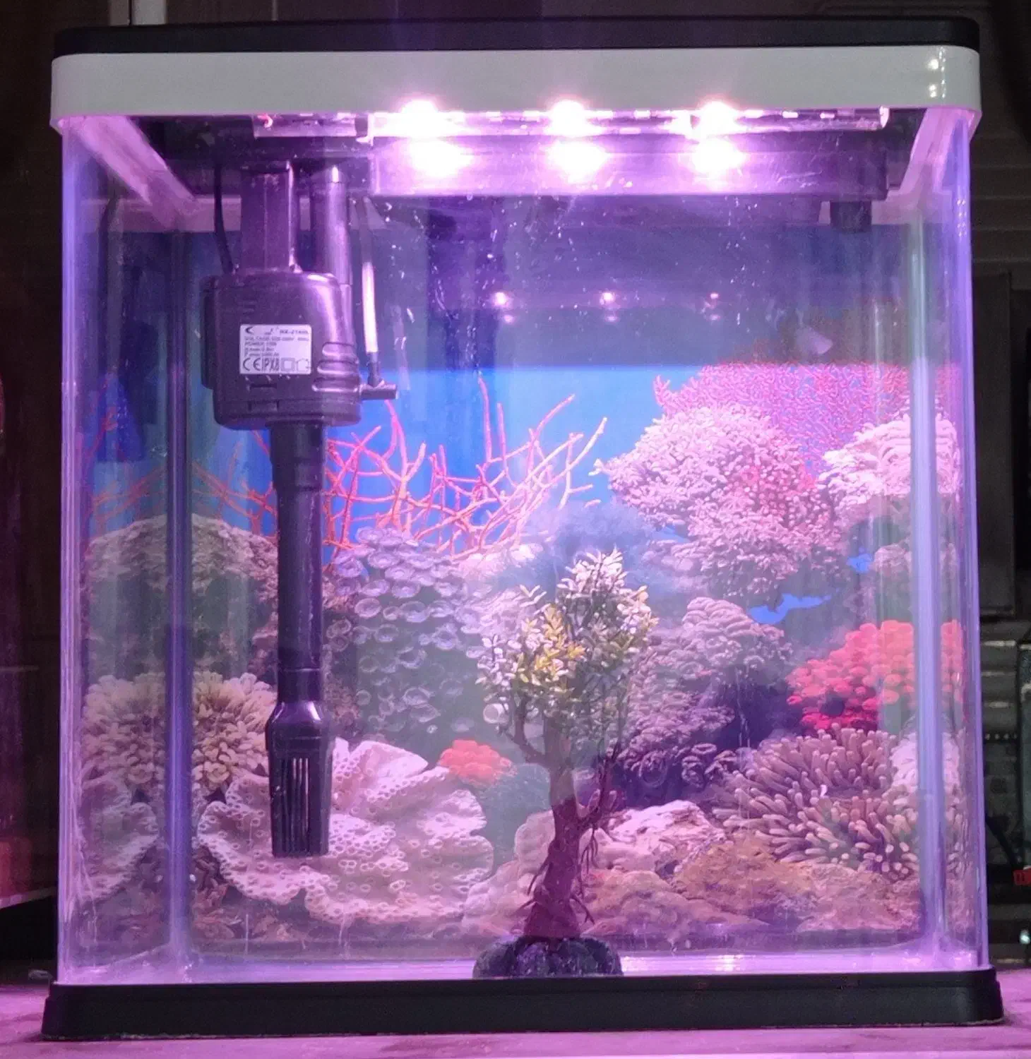 آکواریوم|ماهی|زابل, |دیوار