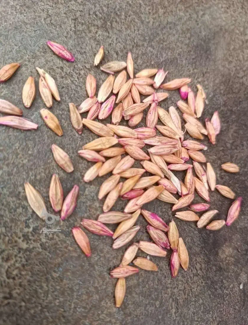 جو محلی|لوازم جانبی حیوانات|ایذه, |دیوار