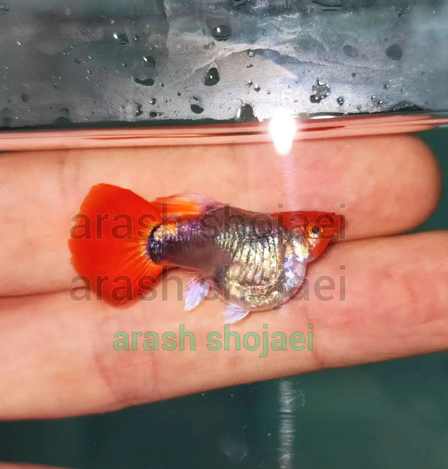 گوپی های شورت بادی|ماهی|تبریز, |دیوار