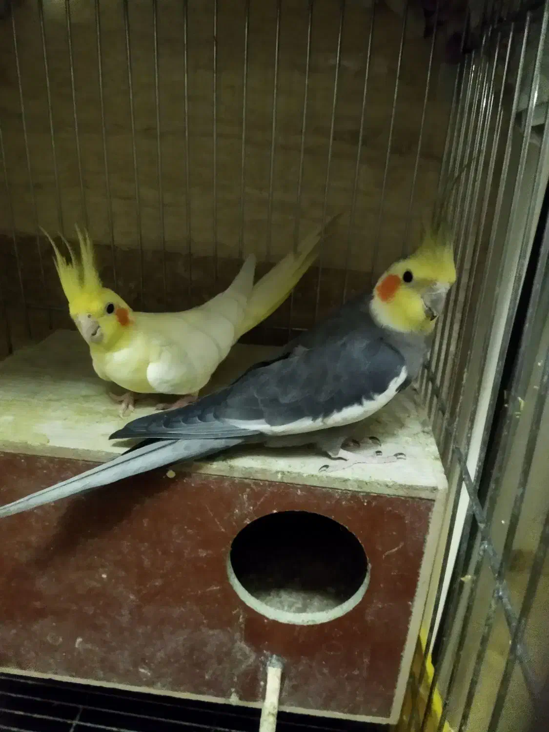 عروس هلندی مولد جوجه داده|پرنده|تهران, هاشمی|دیوار