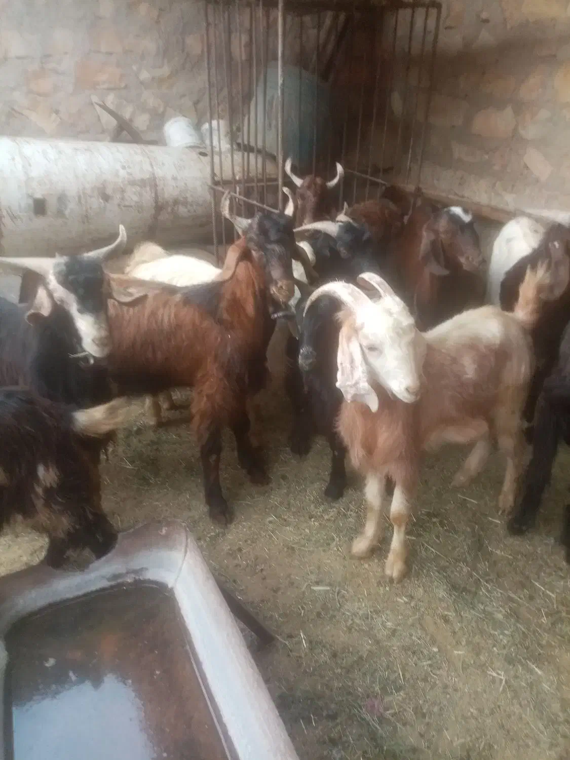 تعدادی کهره نر|حیوانات مزرعه|جم, |دیوار