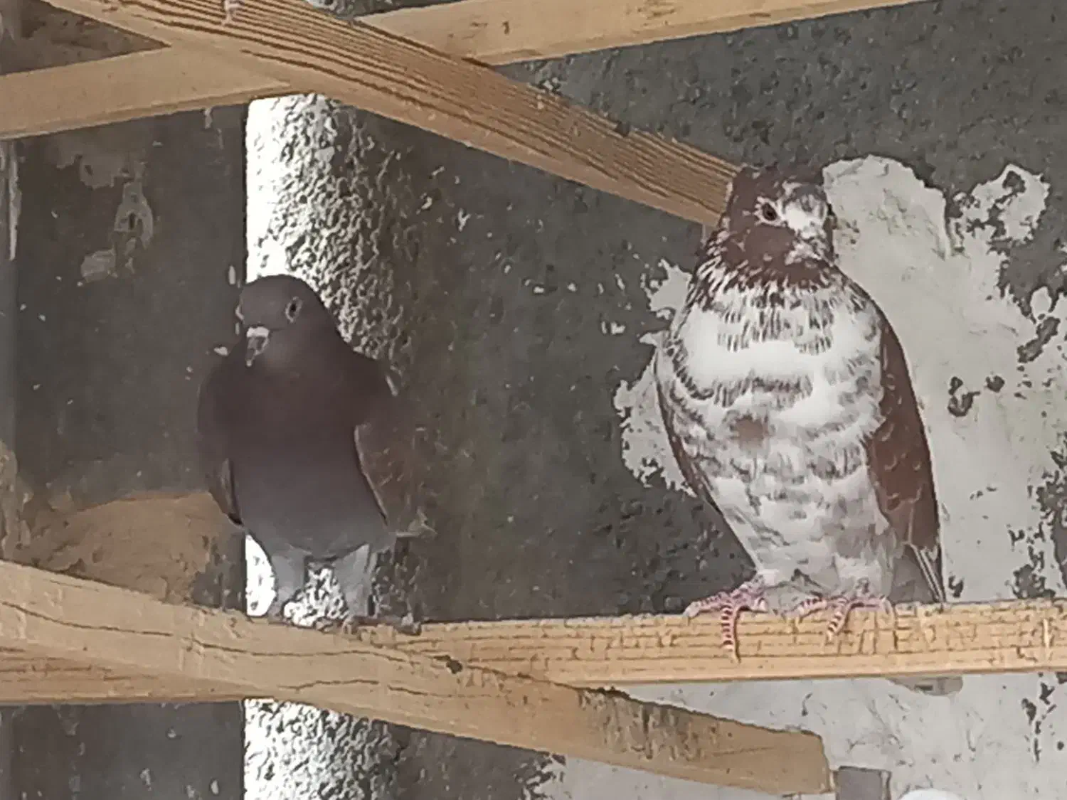 کبوترپرشی|پرنده|قم, زینبیه|دیوار