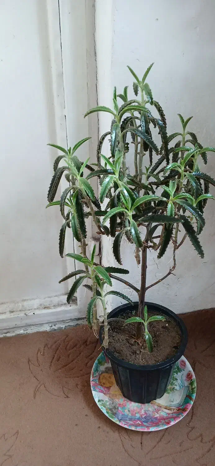 چند گل طبیعی.هدیه روز مادر|گل و گیاه طبیعی|تبریز, |دیوار