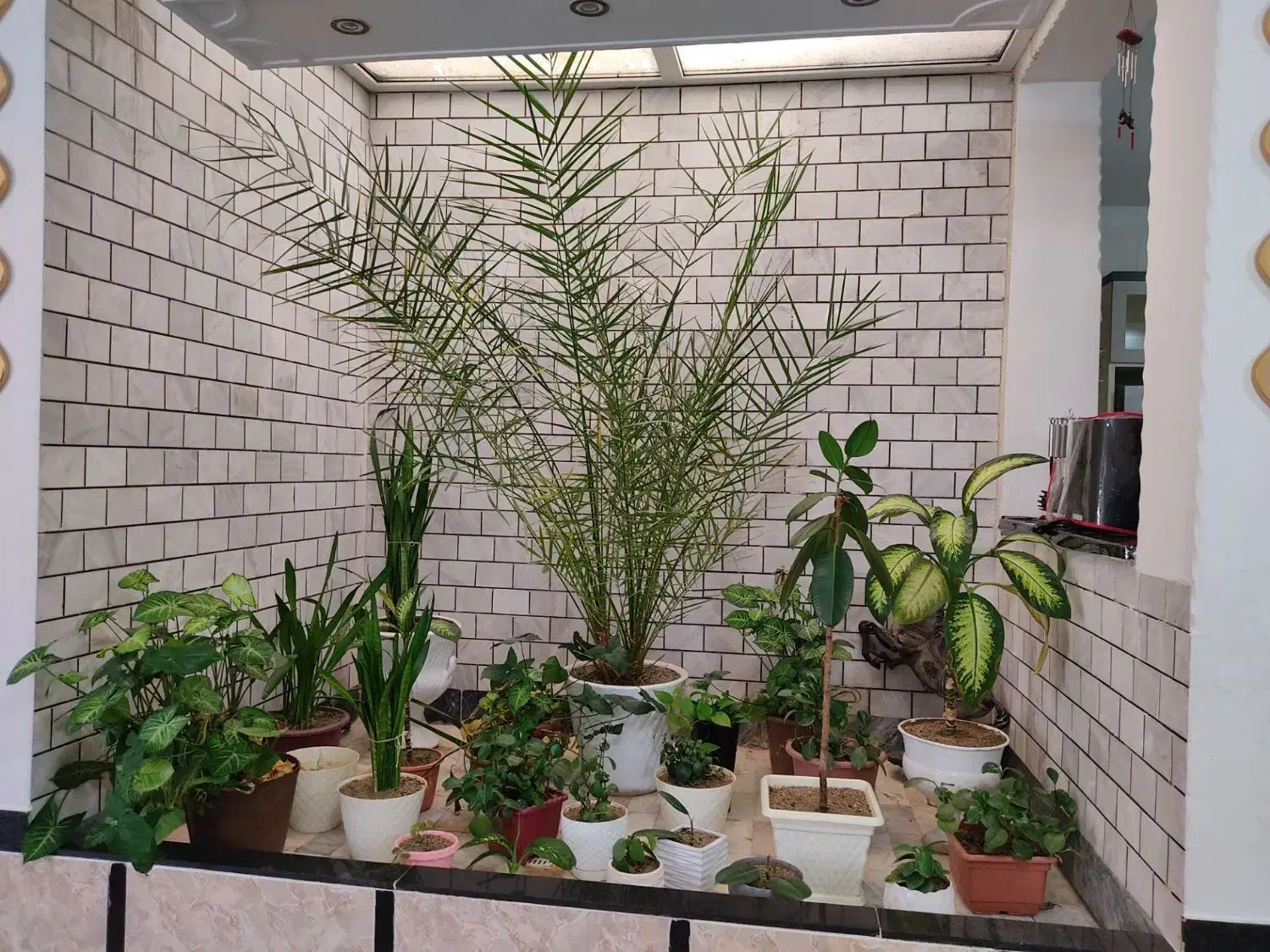 درختچه|گل و گیاه طبیعی|دورود, |دیوار