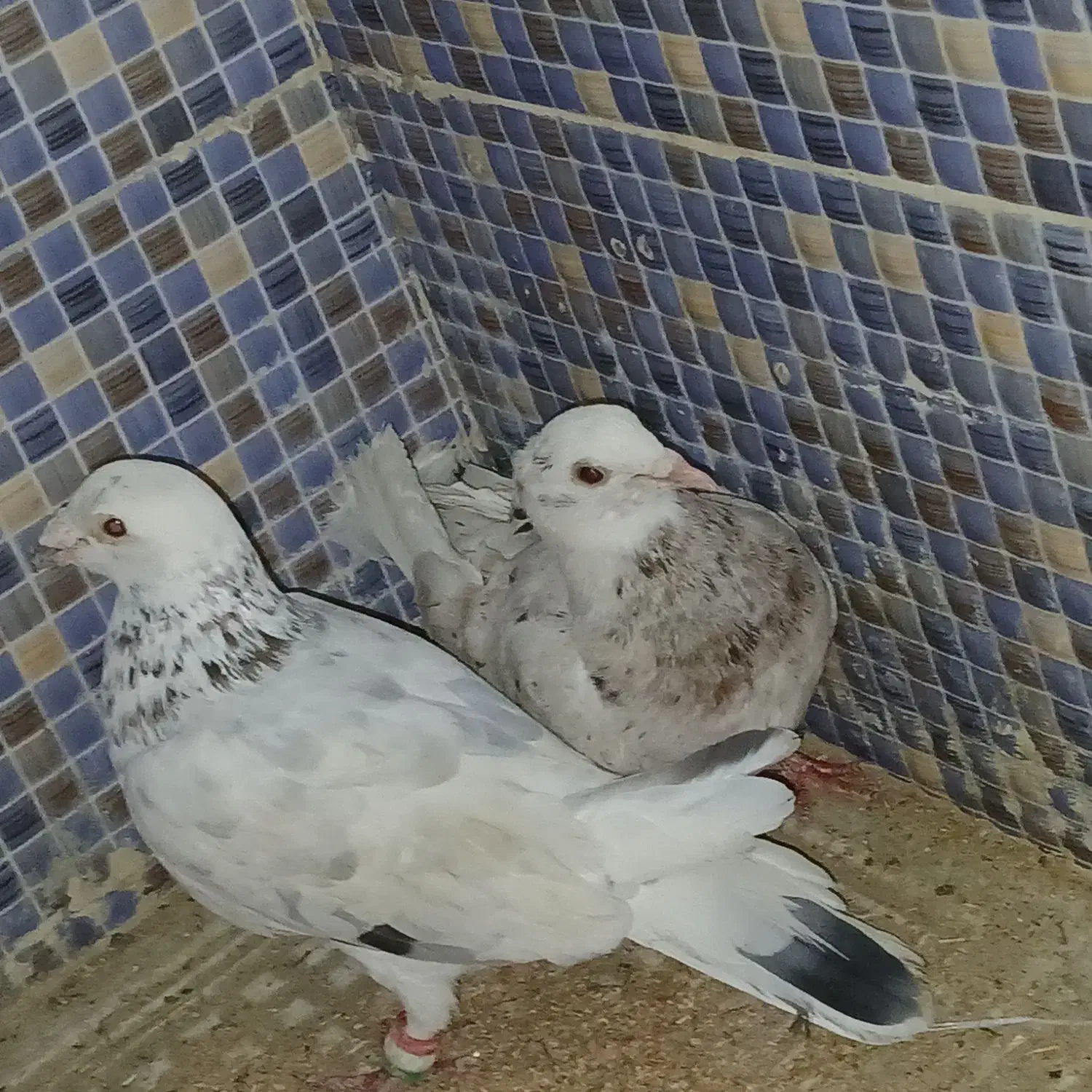 کبوتر|پرنده|سراوان, |دیوار