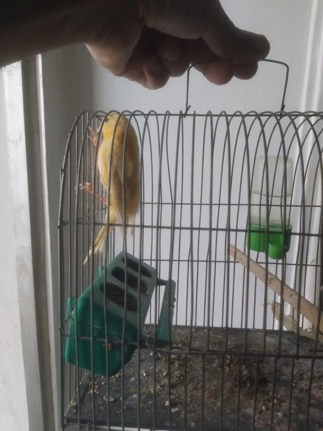 قناری ماده|پرنده|ساری, |دیوار