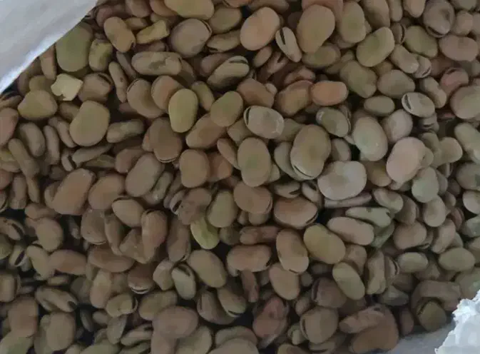 گندم باقلا کشت امسال|گل و گیاه طبیعی|کوار, |دیوار