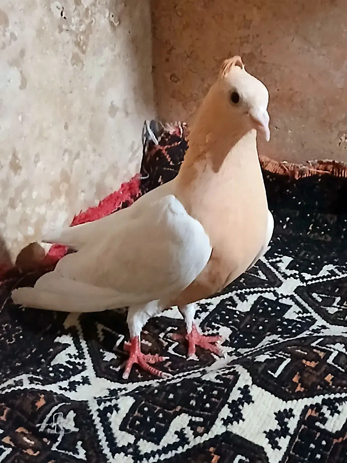 کفتر نر و ماده|پرنده|آمل, |دیوار