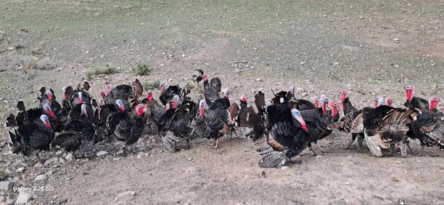 بوقلمون طبیعی تعداد 70|حیوانات مزرعه|بران, |دیوار