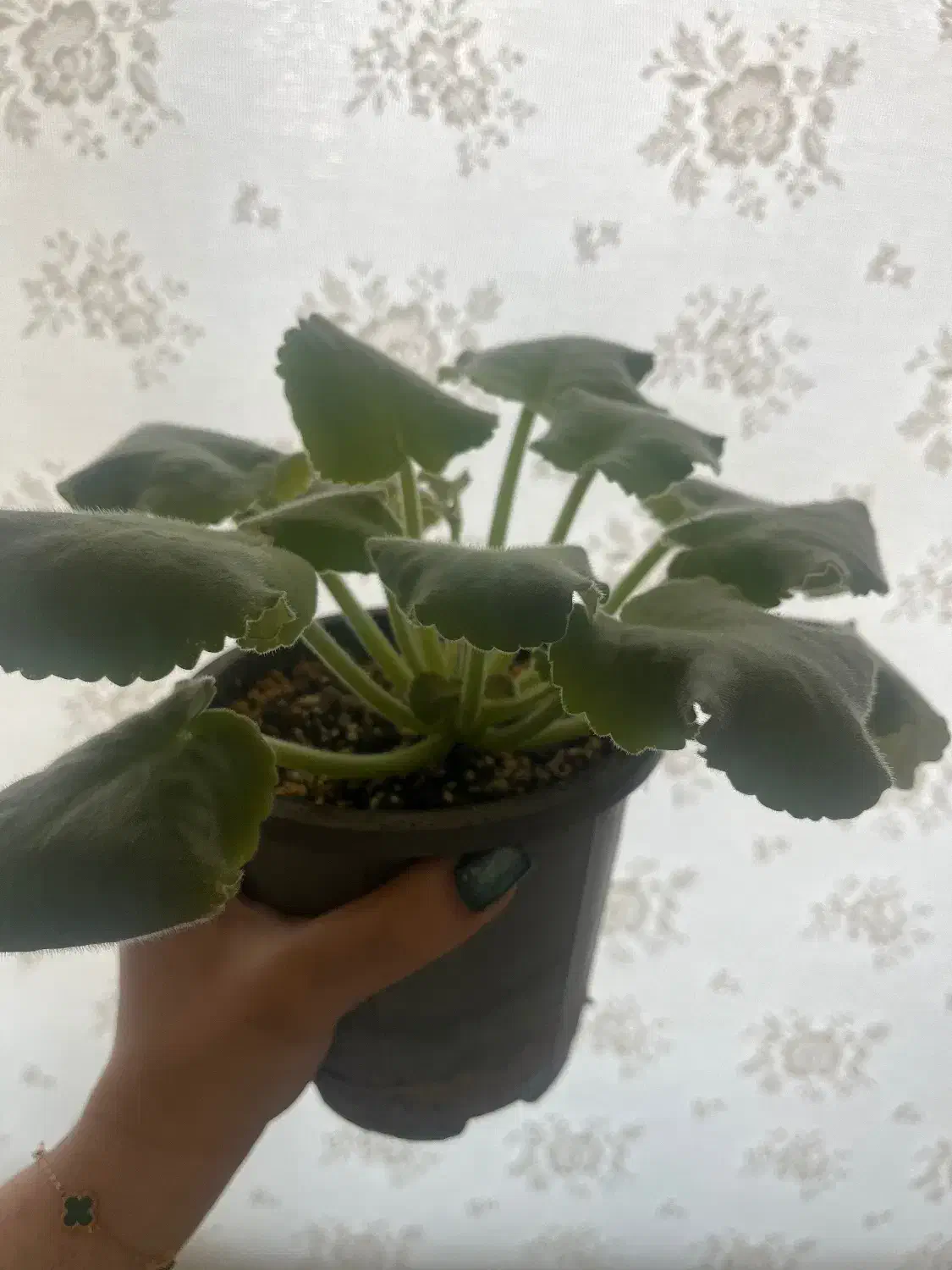 فروش تکی یا عمده گل بنفشه افریقایی|گل و گیاه طبیعی|رشت, باهنر|دیوار