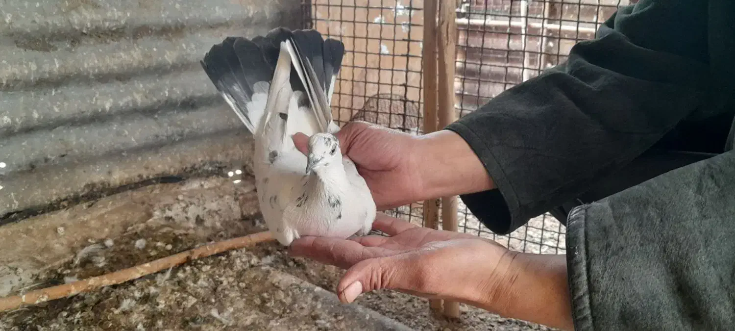 کبوتر پرشی|حیوانات|زنجان, |دیوار