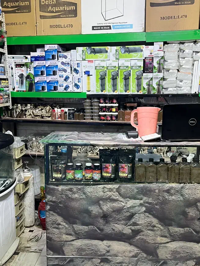 ماهی آکواریم آبنوس|ماهی|قم, هفت تیر|دیوار