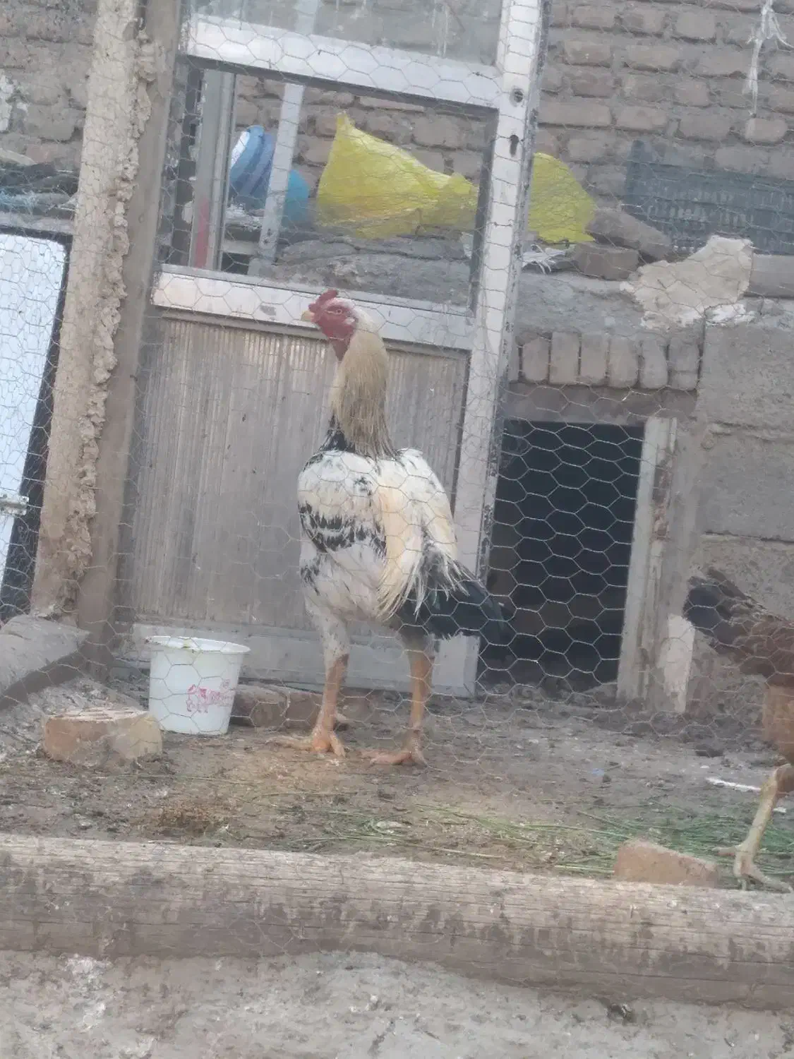 خروس لاری|حیوانات مزرعه|تبریز, |دیوار