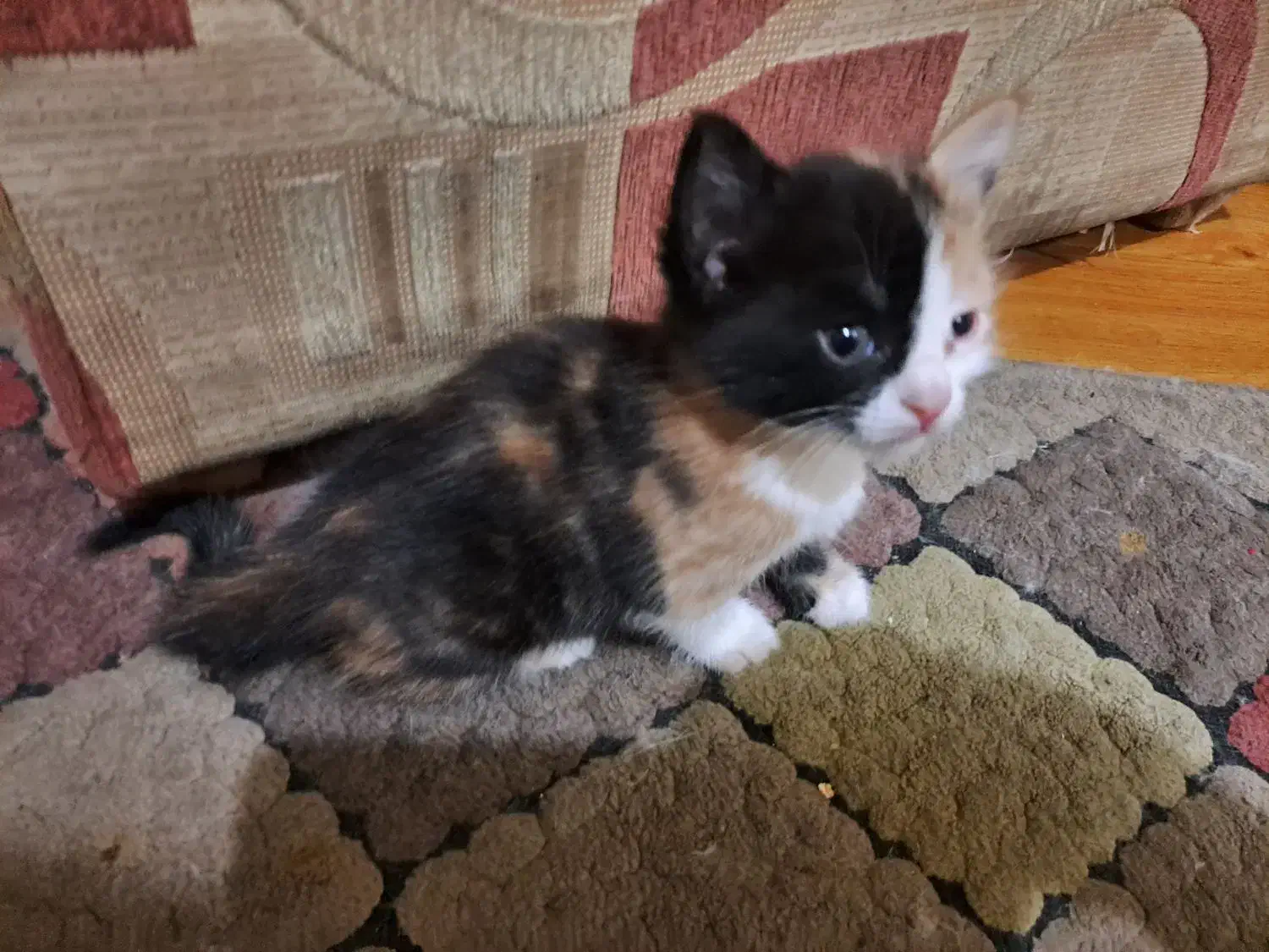 واگذاری و فروش گربه و بچه گربه|گربه|شاهین‌شهر, نظامی|دیوار