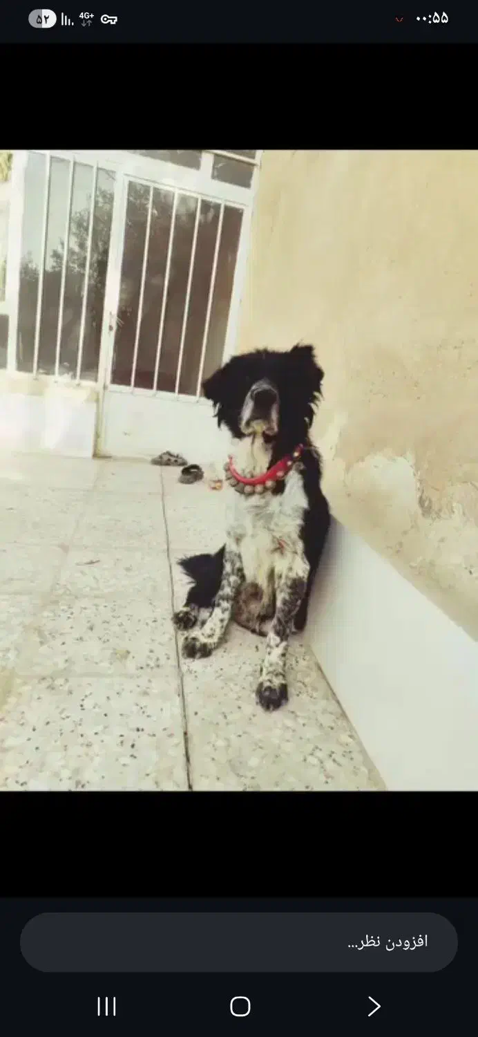 سگ قدرجونی|سگ|خمینیشهر, |دیوار