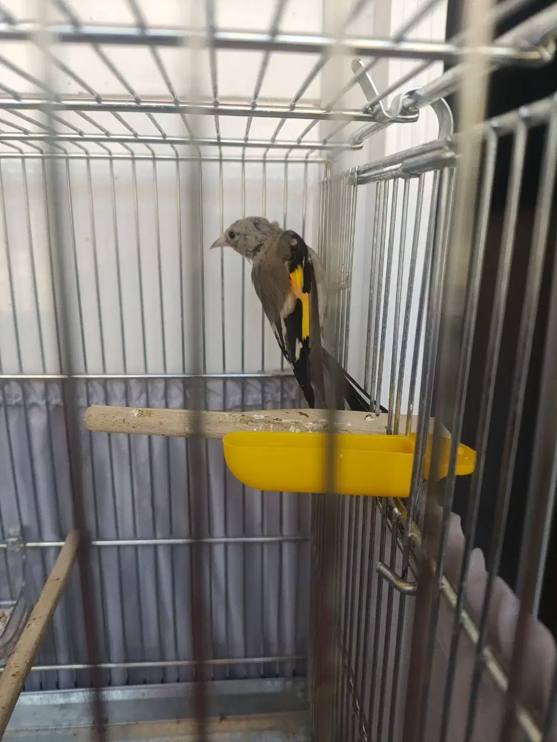 سهره|پرنده|کهریزک, |دیوار