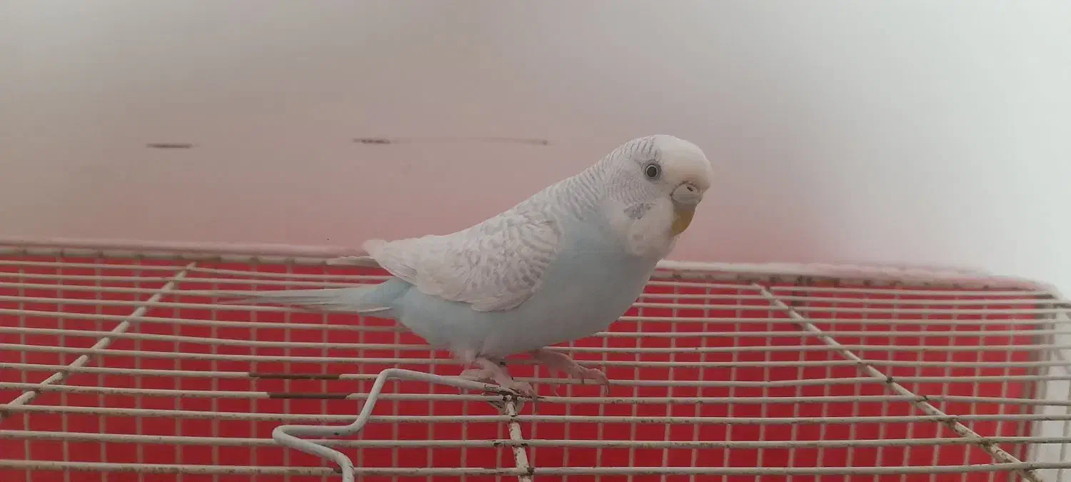 مرغ عشق نیمه دستی|پرنده|رضویه, |دیوار