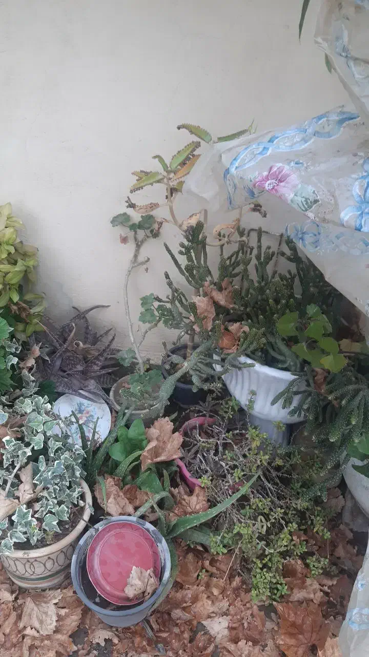 قلمه گل رایگان|گل و گیاه طبیعی|گلبهار, شهر جدید گلبهار|دیوار