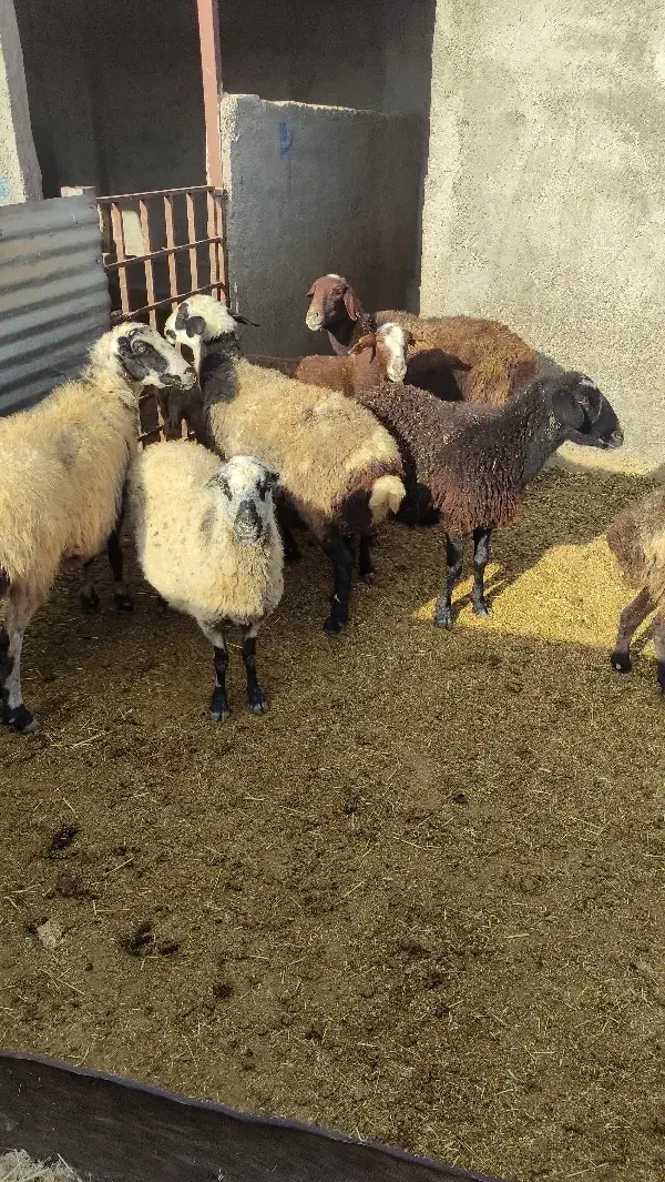 گوسفند میش چاق|حیوانات مزرعه|بشاریات, |دیوار