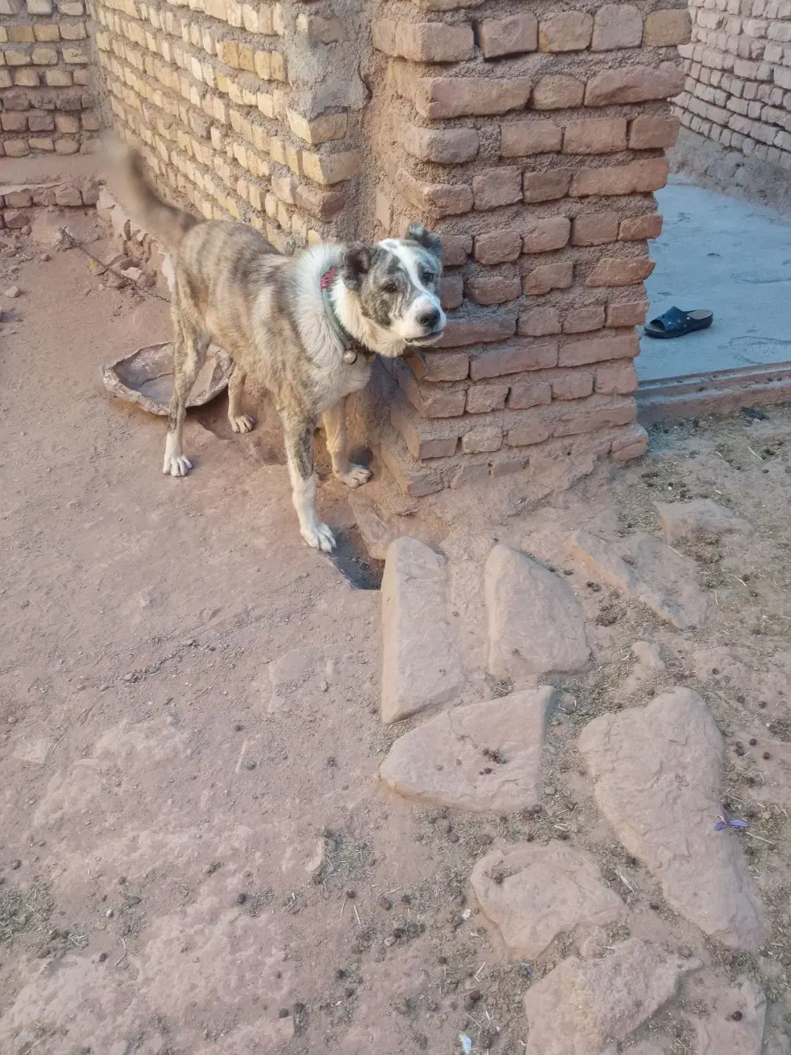 توله سگ|سگ|تربتحیدریه, بالا ولایت|دیوار