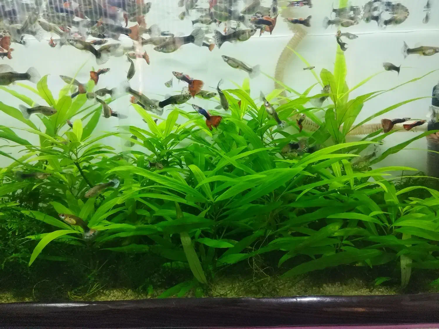 گیاه اکواریوم|ماهی|شیراز, هفت تنان|دیوار