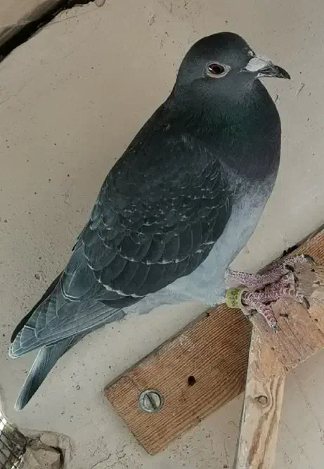 کبوتر|پرنده|ملک‌آباد, |دیوار