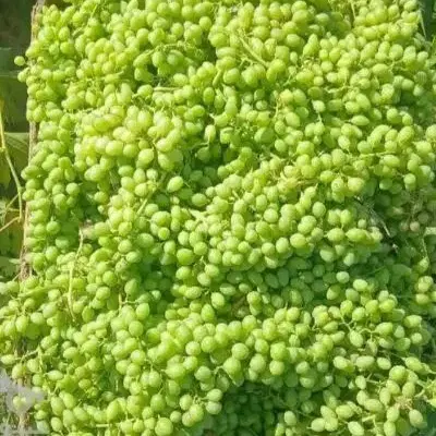 قوره ا|خوردنی و آشامیدنی|سلطانیه, |دیوار