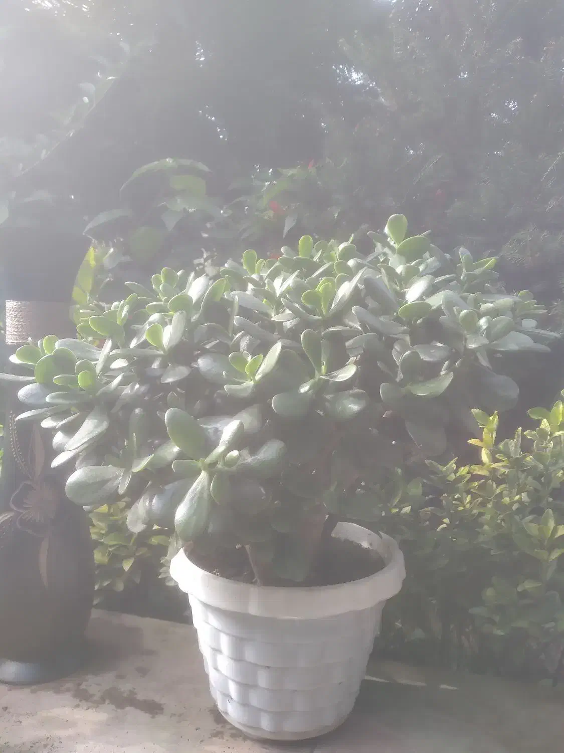 گل و گیاه طبیعی|گل و گیاه طبیعی|سلمانشهر, |دیوار