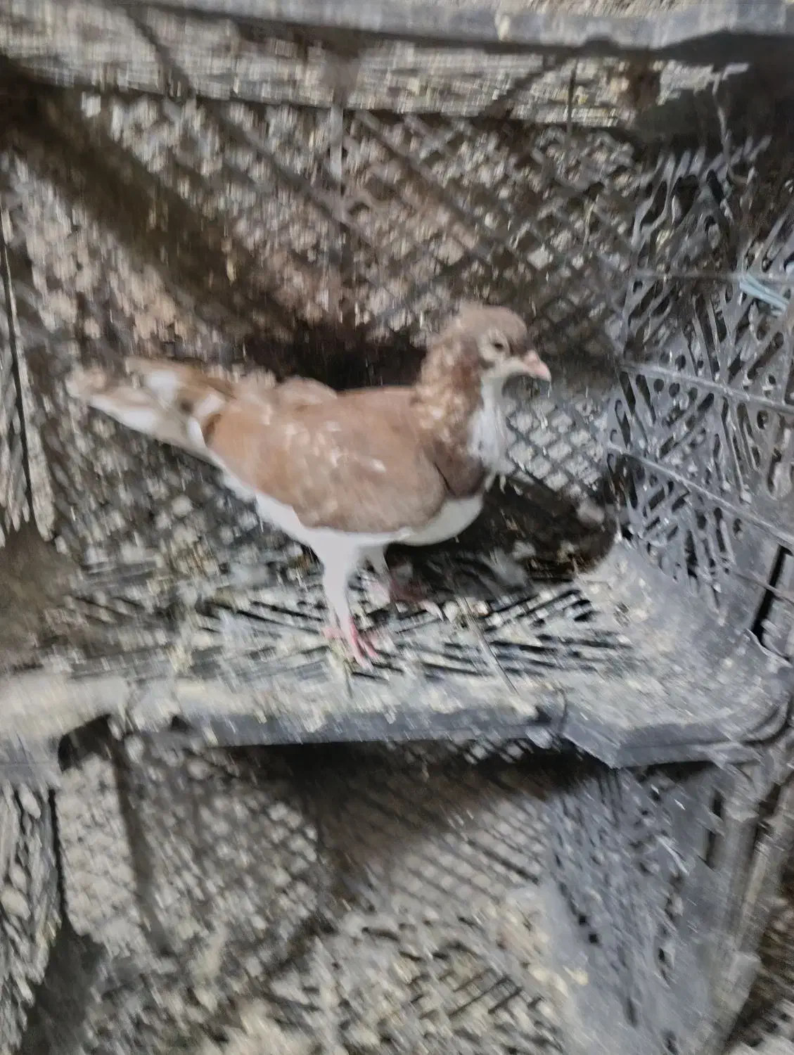 کبوتر مفت|پرنده|کازرون, |دیوار