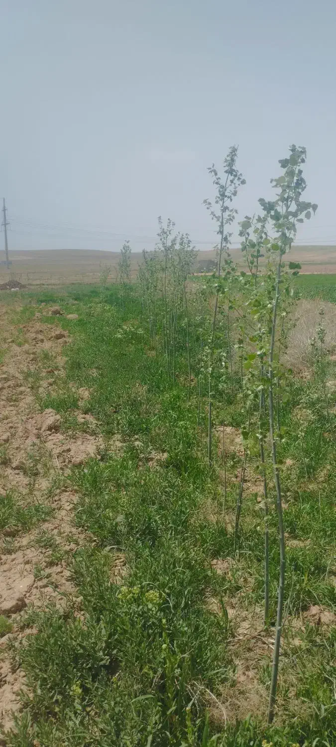 فروش و معاوضه زمین آبی در بیلوردی|فروش دفتر صنعتی، کشاورزی، تجاری|خواجه, |دیوار