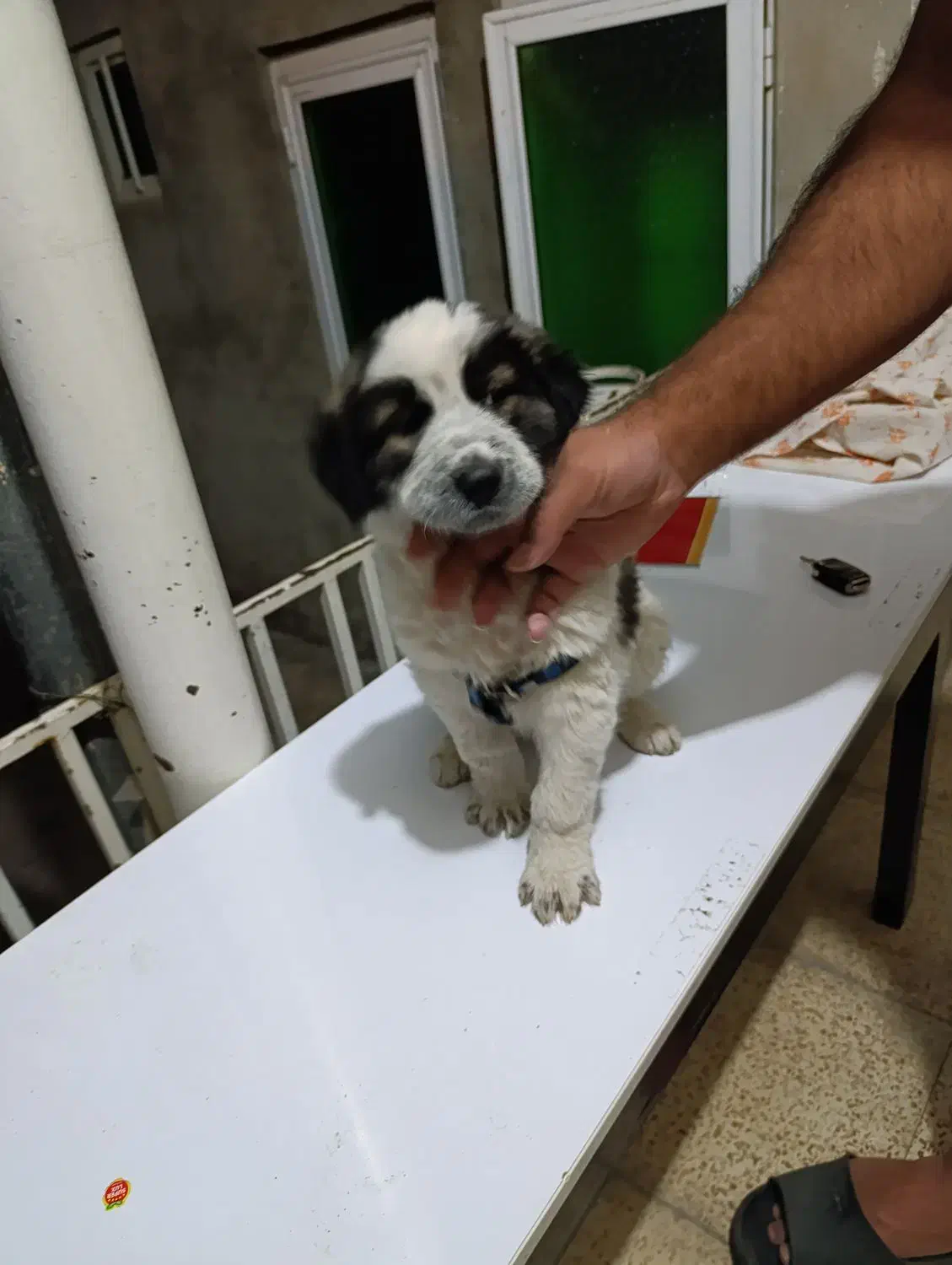 توله سگ شاهسون|سگ|میاندوآب, |دیوار