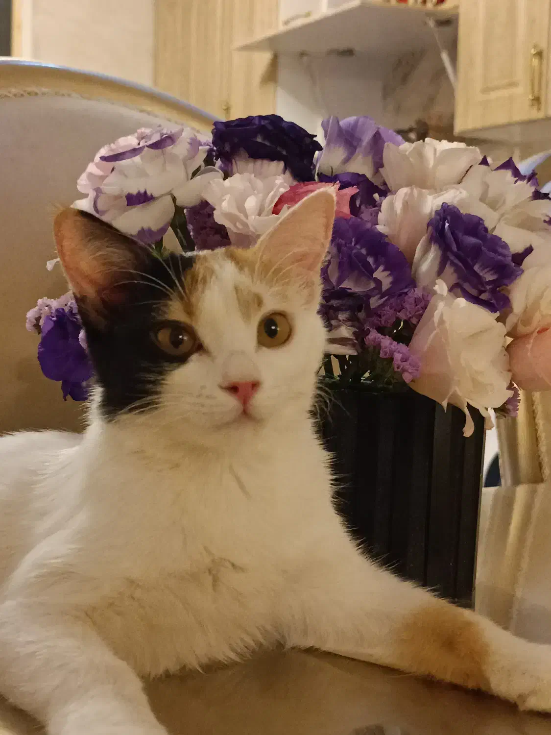 واگذاری رایگان|گربه|اراک, |دیوار