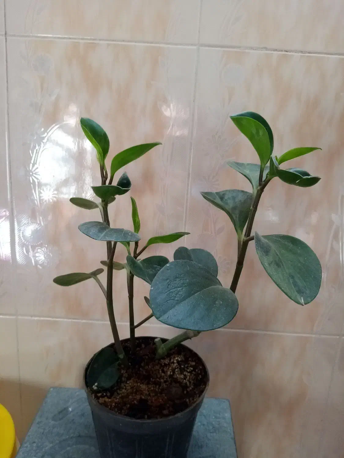 گل طبیعی|گل و گیاه طبیعی|تربت جام, باغ سنگان سفلی|دیوار