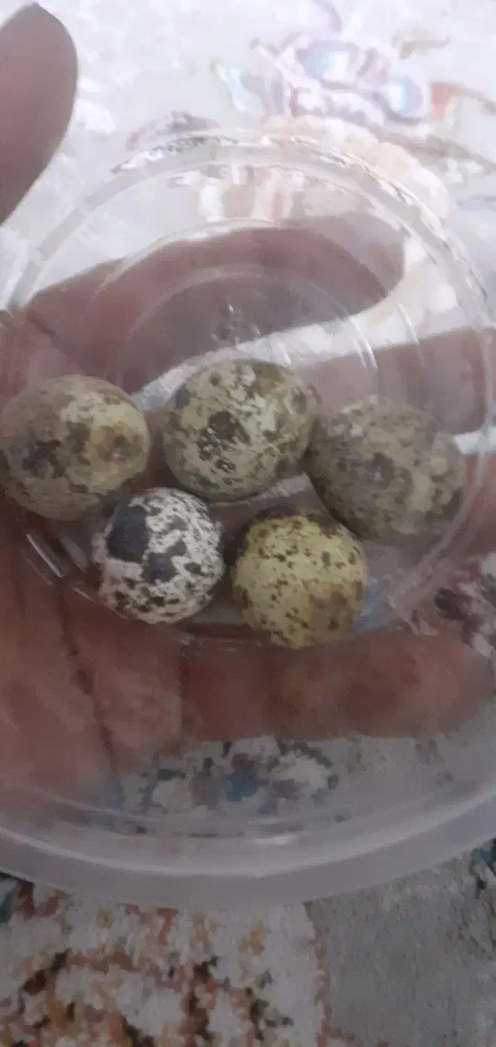 تخم بلدرچین|حیوانات مزرعه|گلوگاه بابل (گلیا), |دیوار