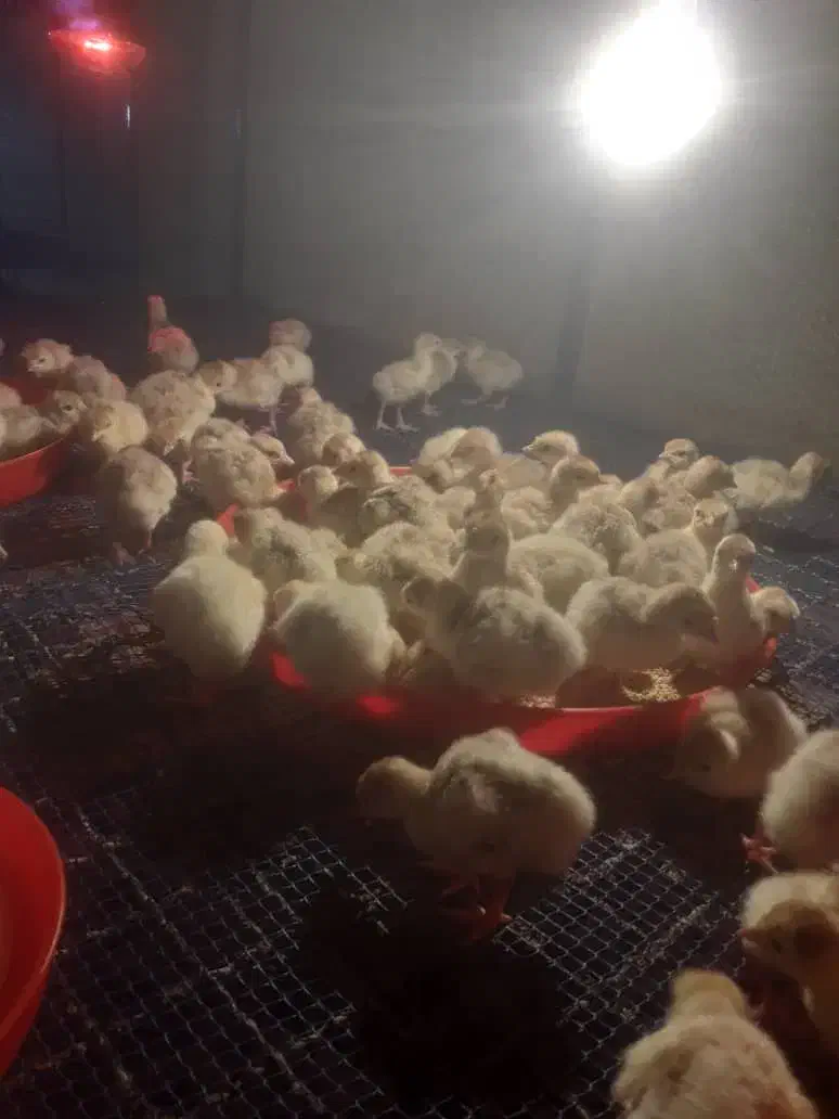 جوجه بوقلمون|حیوانات مزرعه|کوهی‌خیل, |دیوار