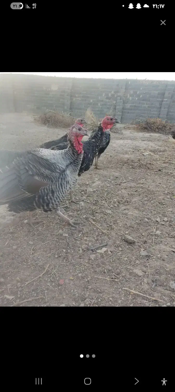 بقلمون نرماده|حیوانات مزرعه|اسفراین, |دیوار