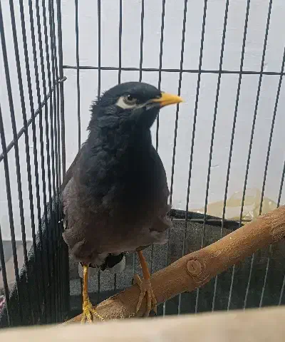 مینا سخنگو|پرنده|ری, عباسآباد|دیوار